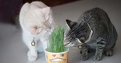 Products from Todd's Seeds in use