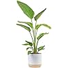 Costa Farms White Bird of Paradise, Strelitzia nicolai, Live Indoor Plant in Décor Planter Pot, Air-Purifying Tropical Houseplant, Housewarming Gift, Living Room, Office, and Home Decor, 3-4 Feet Tall