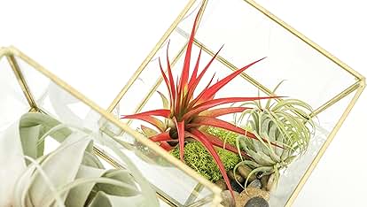 Products from The Air Plant Shop in use
