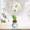 Garden State Bulb Snowman Sweater Amaryllis Flower Bulb, White Christmas, 28/30cm, Perfect Holiday Gift!