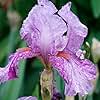 Mean Streak Bearded Iris x Germanica Flower Bulb - Deer Resistant - Good as Cut Flowers - Naturalizing - Perennializing - Easy to Grow Live Plants - Outdoor Garden