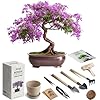 Bonsai Starter Kit – 1x Jacaranda Bonsai Tree | Complete Indoor Starter Kit for Growing Bonsai Plants with Tools & Planters – Gardening Gifts for Women & Men