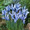 Cantab Dwarf Iris Flower Bulbs - 25 Bulbs per Pack - Pleasantly Scented - Deer Resistant - Naturalizing - Perennializing