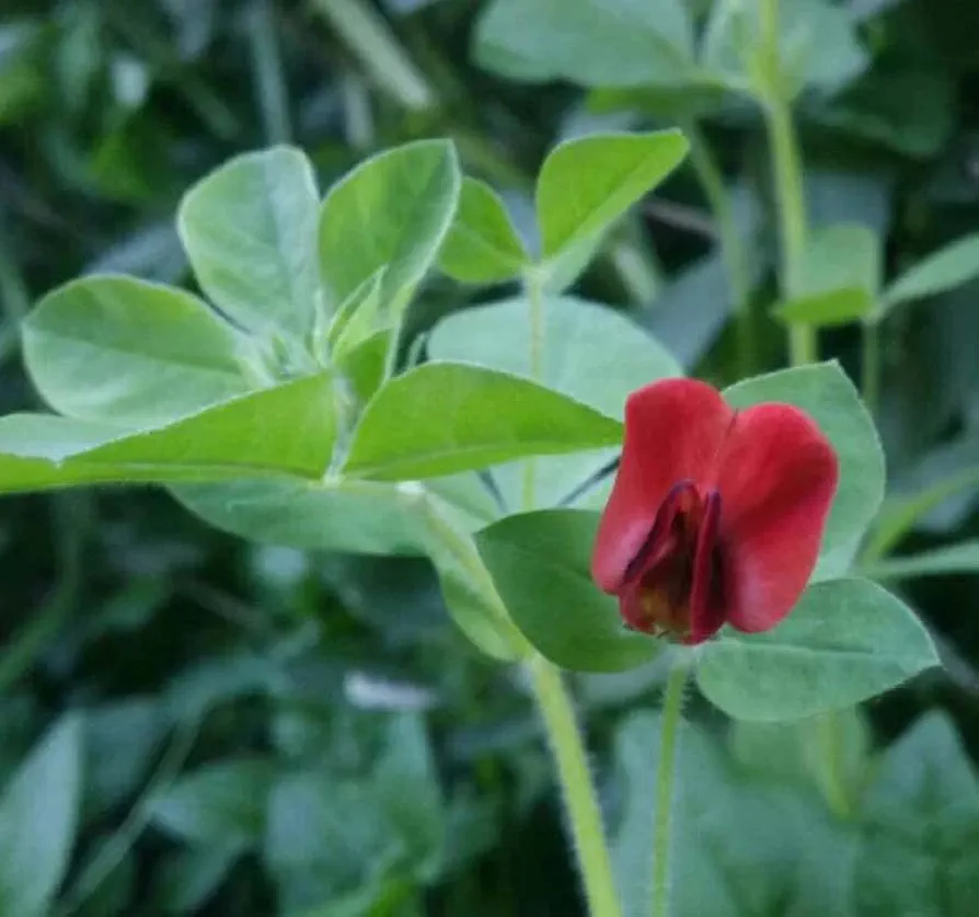 Lotus tetragonolobus (Squarepod Deervetch) Tree Seed, Sweet, Pea-Like, deept red to Crimson Flowers, Four-Winged pods, You Choose The Quantity (1 Pack)