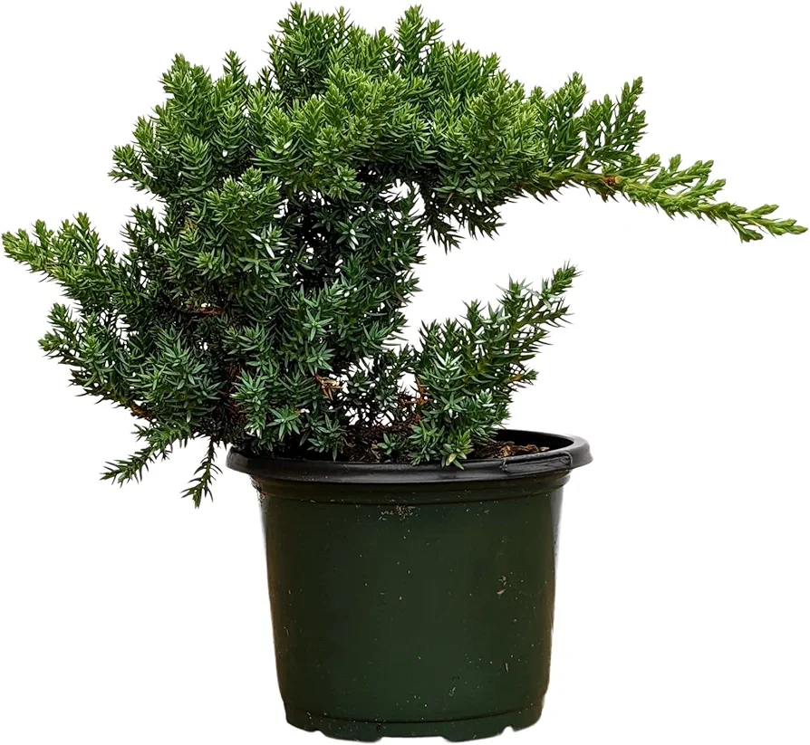 Healthy Juniper Outdoor Bonsai Tree - Easy to Care for, Responds Well to Wiring and Reshaping, Strictly an Outdoor Tree, Can be Added to a DIY Kit