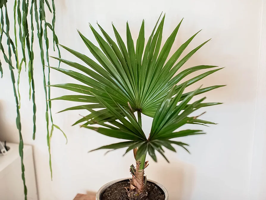 Fan Palm Bonsai Tree Seeds - 10 Seeds for Planting