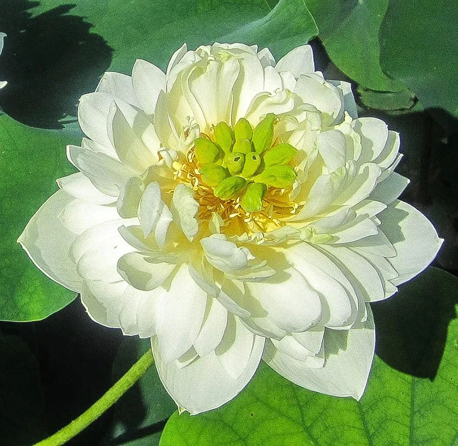 Little Green House - Nelumbo - Lotus - White - Tuber with Dirt