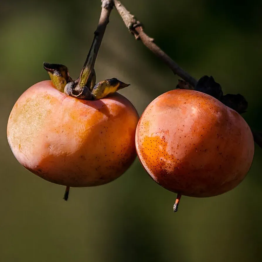 QAUZUY GARDEN 10 Date Plum Fruit Seeds, Heirloom & Non-GMO Sweet Diospyros Lotus Lilac Persimmon Tree Low Maintenance Outdoor Garden Planting