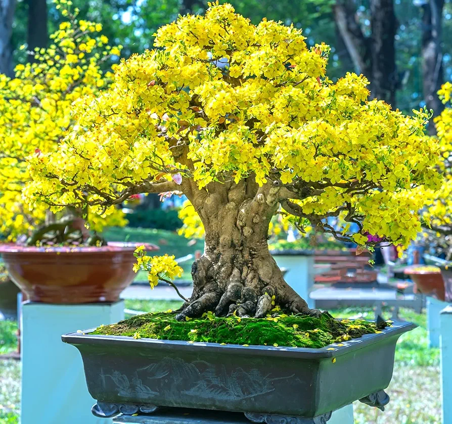 Flowering Apricot Bonsai Tree Seeds - 3 Large Seeds for Planting - Stunning Yellow Flowers and Fruit Bearing.
