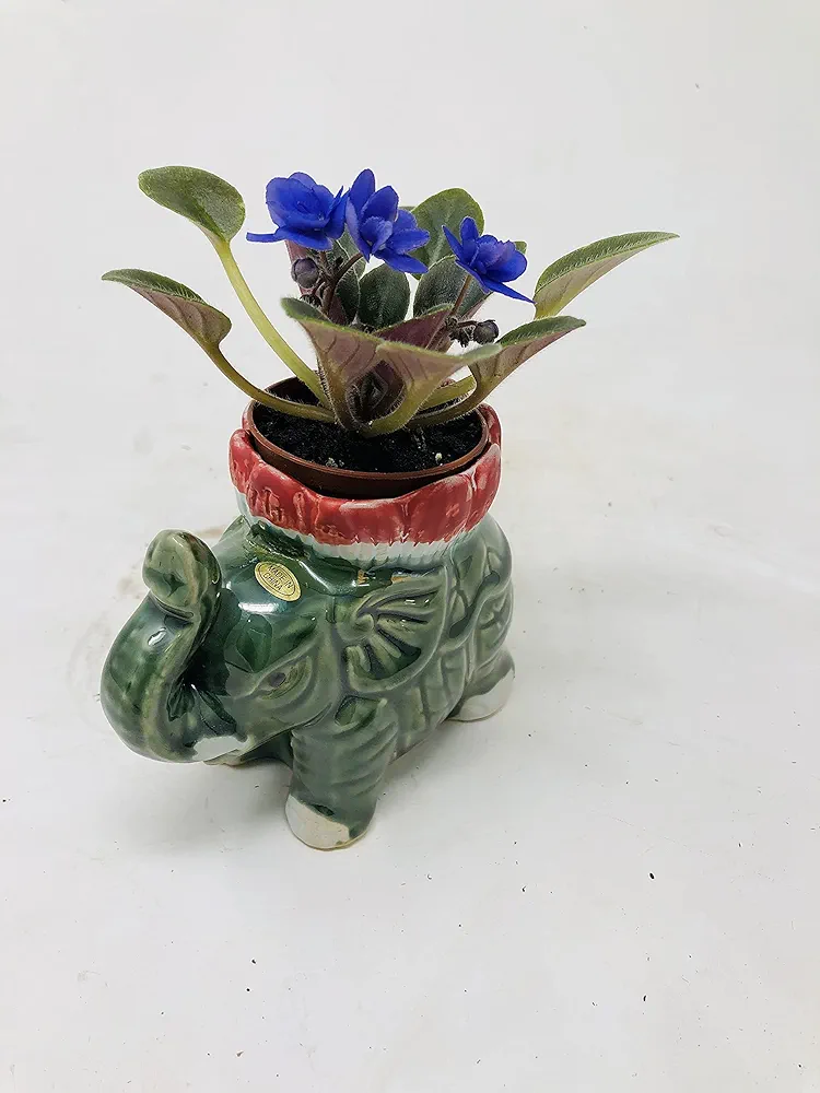 Miniature African Violet 2" Pot with Lotus Flower Elephant