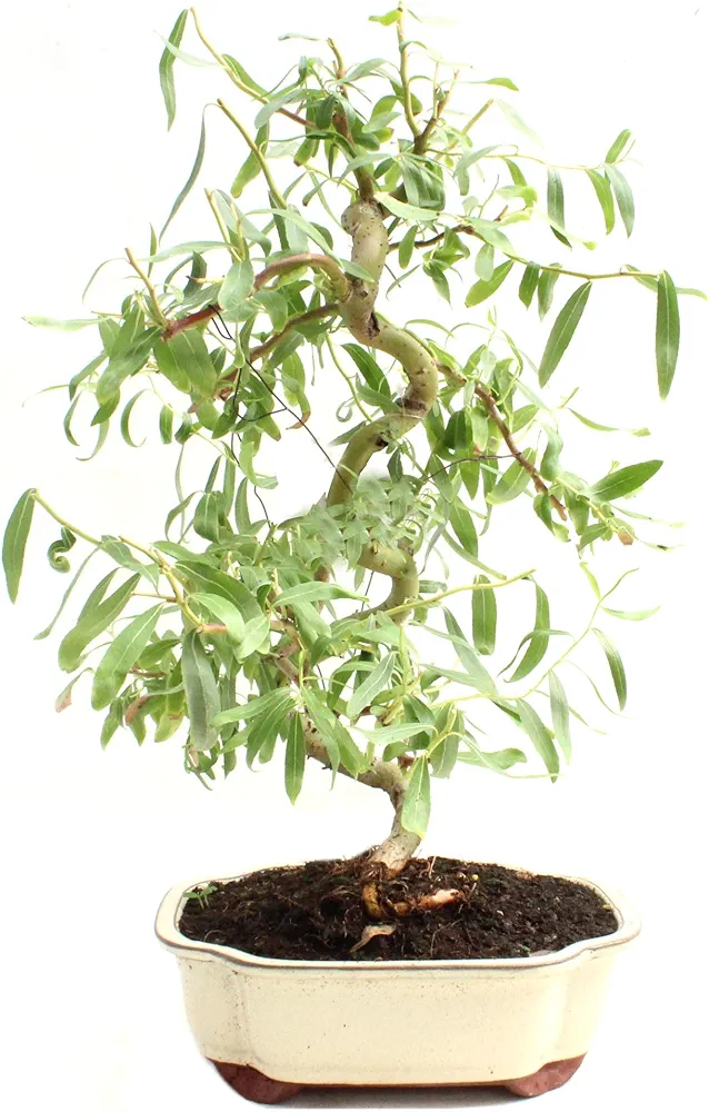 Bonsai Dwarf Japanese Curly Willow Tree Cutting - Very Rare Fast Growing Bonsai - Get A Mature Looking Bonsai Very Fast