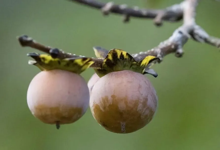 5 Date Plum Persimmon Fruit Seeds | Diospyros Lotus Tree Seeds