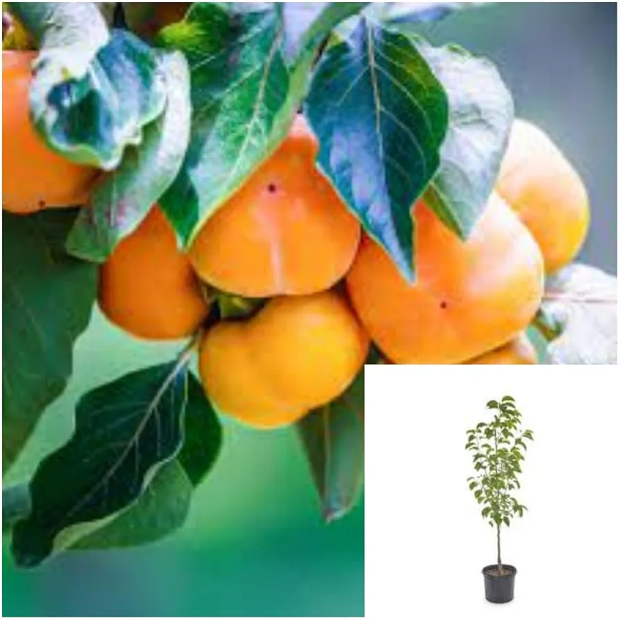 Live Plant - Persimmon Fuyu Jiro On D. Lotus 5Gallon Plant Apple Persimmon Plant Diospyros Ka