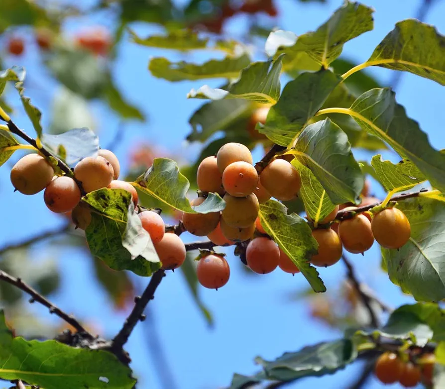 Date Plum Persimmon Tree - Diospyros Lotus - Starter Plug (See State Restrictions)