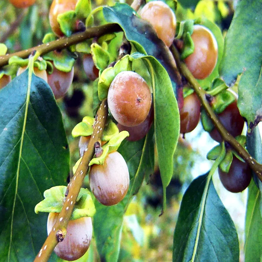 10 Seeds Date Plum Fruit Tree | Diospyros Lotus Mediterranean Persimmon Plant Seeds