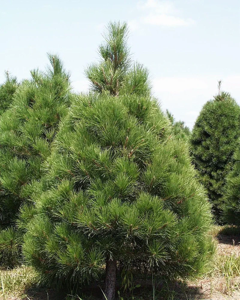 Red Pine Tree Seedlings for Planting - Evergreen Tree Seedlings - Landscaping or Wind Block Trees - No Ship to California (1 Seedling)