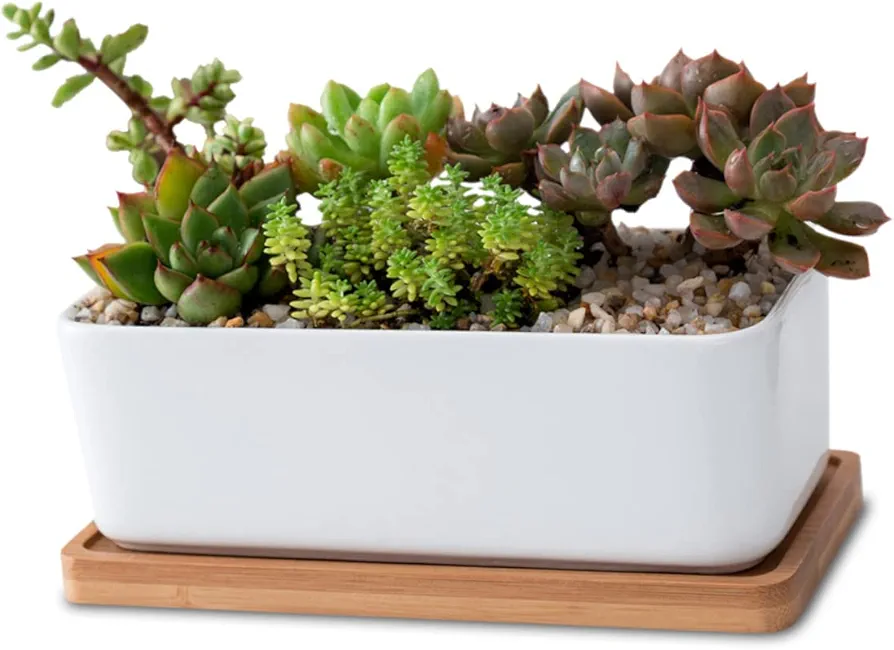 1 Set Ceramic Tray Succulent Planter Driftwood Planter Bonsai Tree Kit Bonsai Pots with Drainage Tray Plant Tray Unique Rectangle Planter Succulent Plant Pots White Wooden