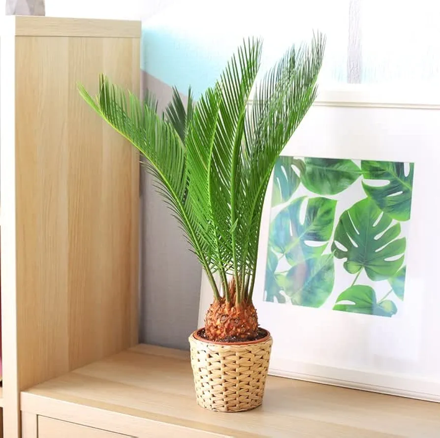 Sago Palm Seeds for Planting - Great Indoor Plant (6 Seeds)