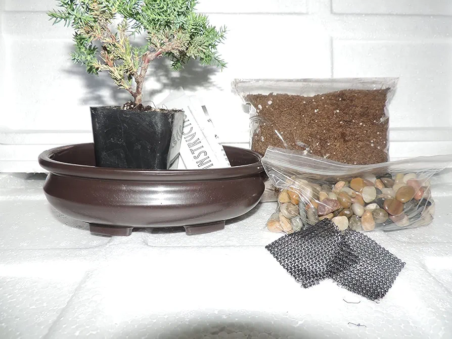Bonsai Potting Kit, 6.25" Bonsai Pot Included 6''inches Tall Bomsai Tree