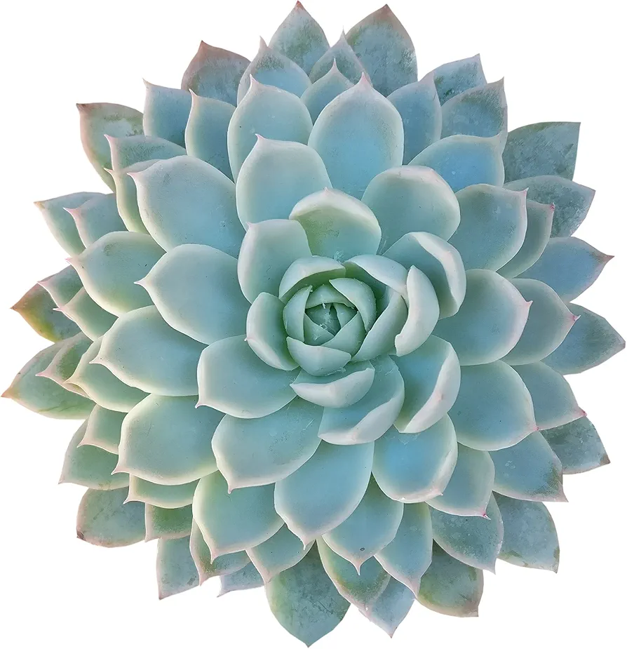 Echeveria Violet Queen 2" | Healthy Succulent Echeveria Live Easy Care Indoor House Plant, Fully Rooted in 2/4/6 inch Sizes