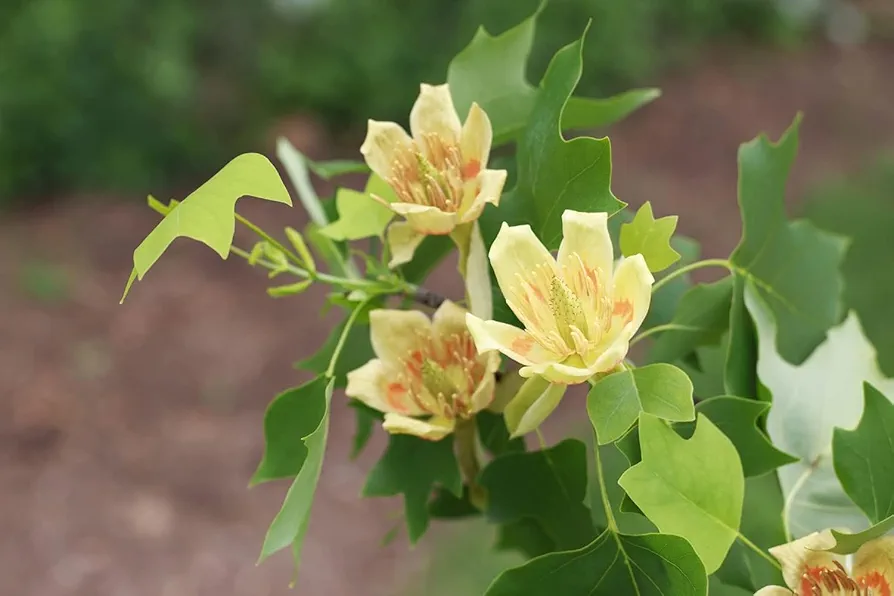 Tulip Poplar Tree Seedlings for Planting - No Ship to California (3 Seedlings)