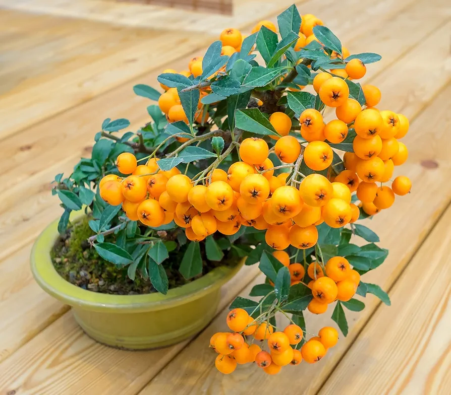 Orange Firethorn Bonsai Tree Seeds - 30 Seeds to Plant