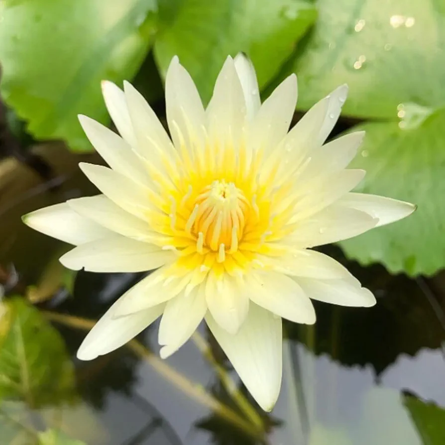 Mix Colorful Tropical Water Lily Tuber Live Aquarium Plant for Freshwater Fish Pond Balcony Buy 2 GET Fertilizer Free (White Nymphaea Kao Mongkol)