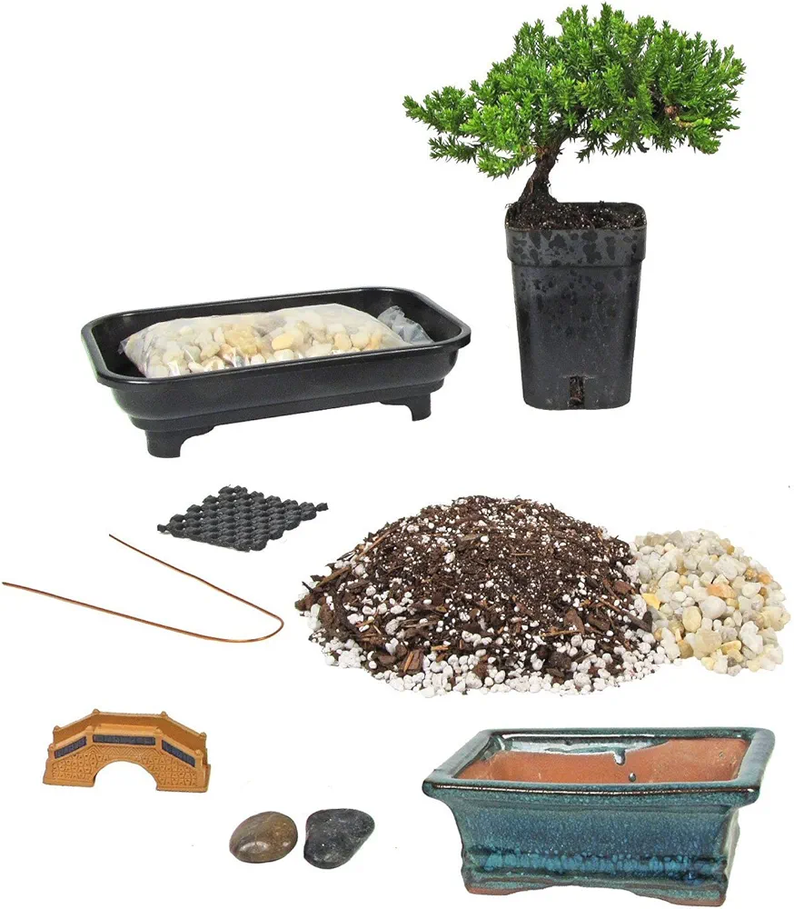 Eve's Deluxe Bonsai Tree Starter Kit, Complete Do-It-Yourself Kit with 4 Year Old Japanese Juniper !!! Cannot Ship to CA California & HI Hawaii !!!