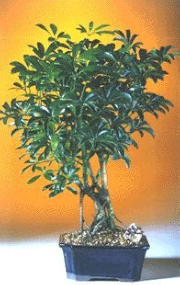 Bonsai Boy's Hawaiian Umbrella Bonsai Tree Complete Starter Kit
