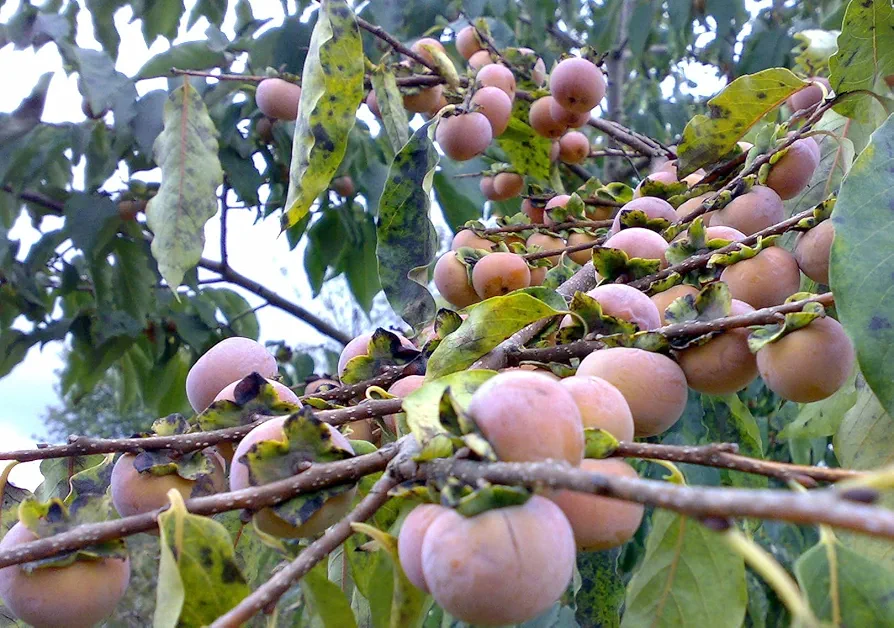 10 Date Plum Seeds | Diospyros Lotus Tree | Mediterranean Persimmon Fruit Tree Seeds