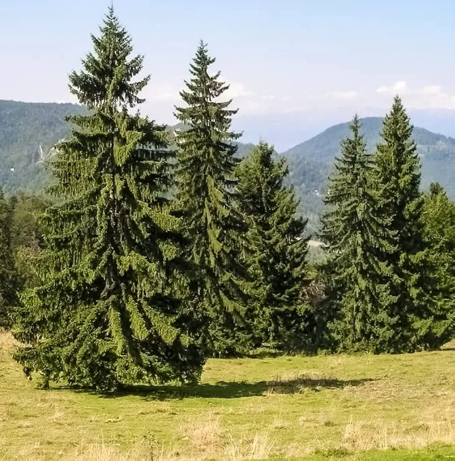 Norway Spruce Tree Seedlings for Planting - Beautiful Evergreen Tree Seeds - Picea abies (2 Seedlings) - No Ship to California