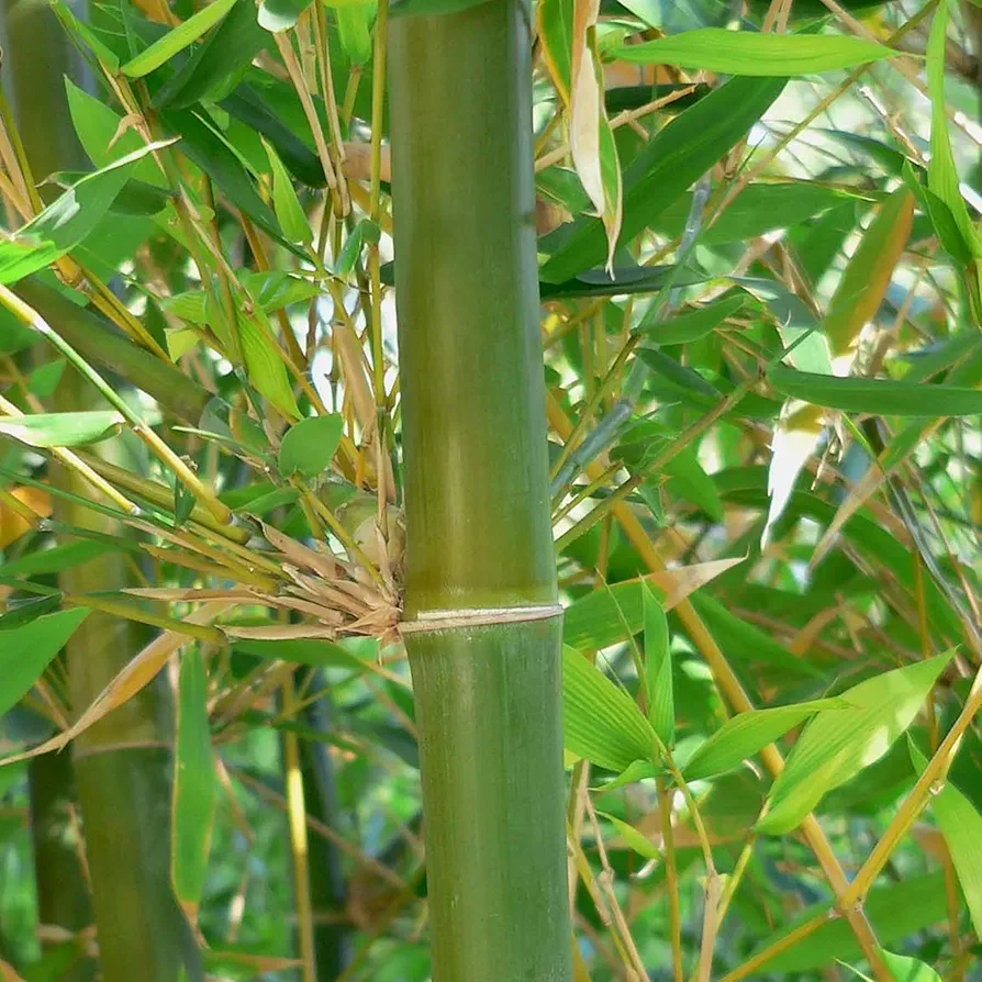 KVITER 50 Bambusa Seeds - Oldhamii Bamboo, Bonsai Tree, Live Plants, Fall Tree - 50 Seeds for Garden, Privacy Garden Clumping Shade Seed - Sandy Soil, Partial Shade, Moderate Watering