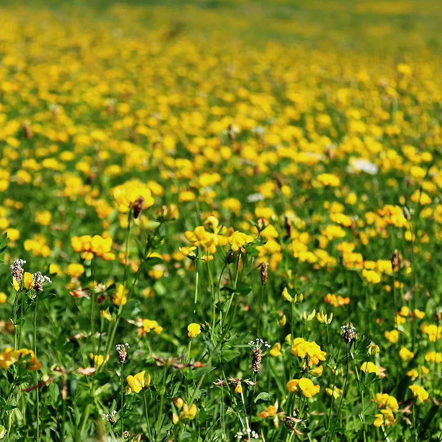 Outsidepride Perennial Birdsfoot Trefoil Seed - 1 lb Nitrocoated, Inoculated, Winter Hardy, High Protein Forage Legume Seeds for Pasture, Hay, Silage Production & Livestock Grazing