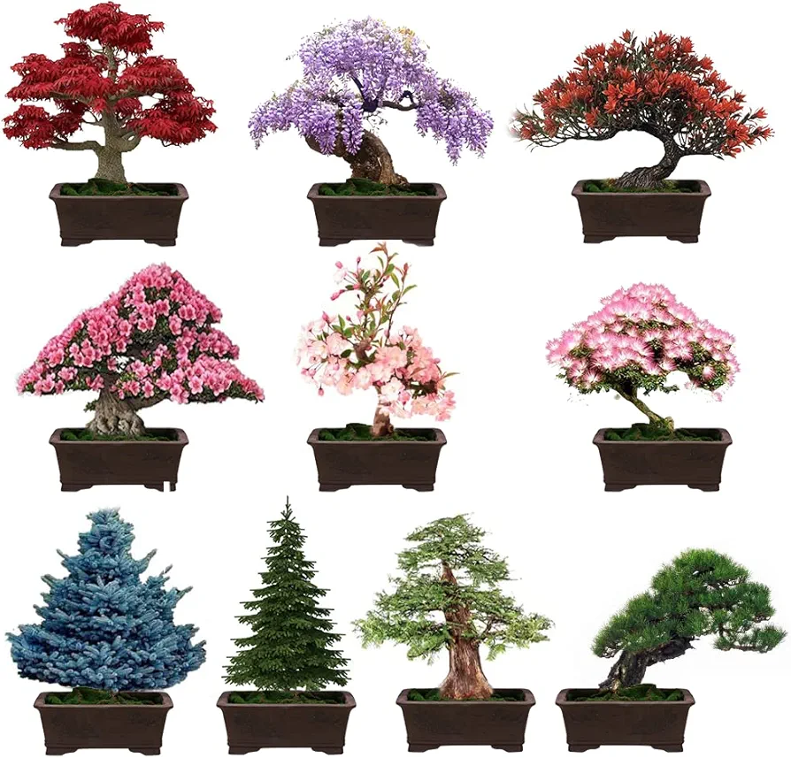 Mix Bonsai Tree Seeds for Planting 10 Popular Varieties Heirloom Japanese Red Maple Wisteria Sakura Black Pine Acacia, Blue Spruce Dawn Redwood Metasequoia Flame Tree, Judas Tree 300pcs