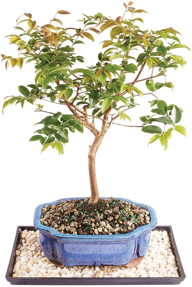 Brussel's Live Jaboticaba Indoor Bonsai Tree - 6 Years Old; 10" to 14" Tall with Decorative Container, Humidity Tray & Deco Rock