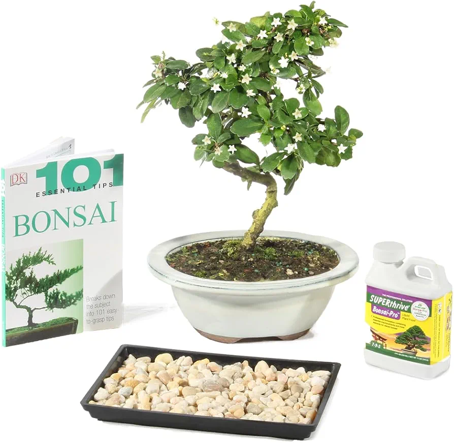 Brussel's Live Fukien Tea Indoor Bonsai Tree Complete Gift Set - 6 Years Old; 6" to 8" Tall with Decorative Container, Humidity Tray, Deco Rock, Bonsai Pro Fertilizer & Book