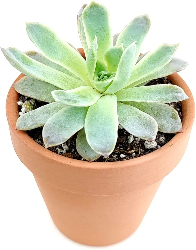 Echeveria Violet Queen Succulent (2 inch + Clay Pot) - Healthy Succulent Echeveria Live Easy Care Indoor House Plant, Fully Rooted in 2/4/6 inch Sizes