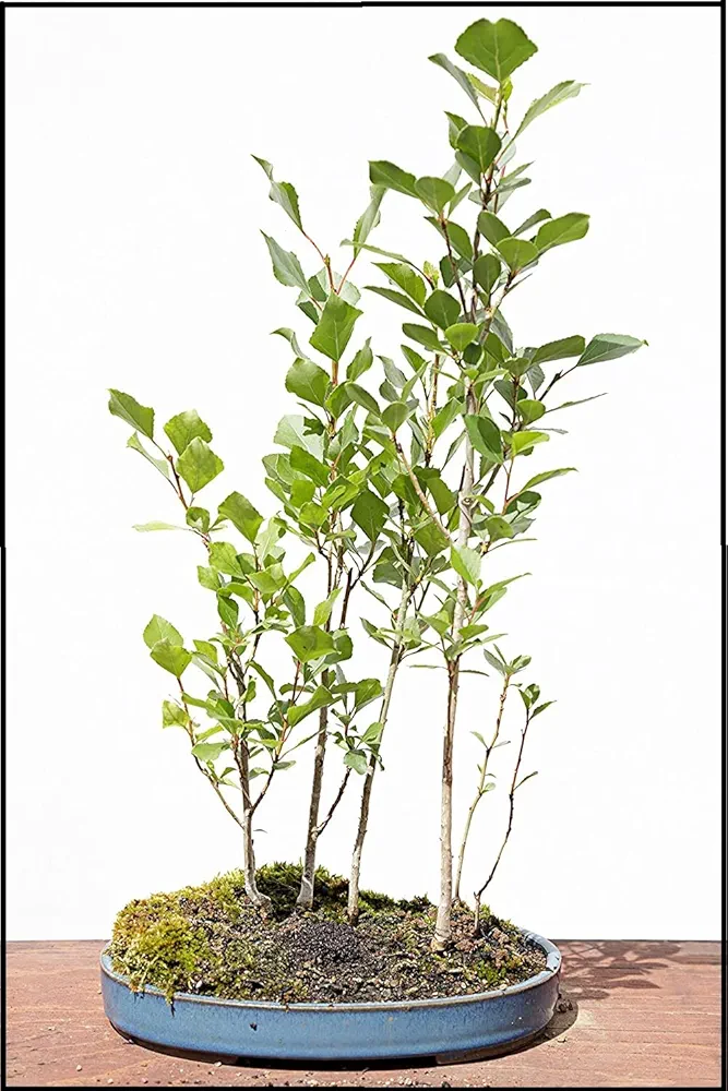 Silver Poplar Bonsai Tree Forest Cuttings to Grow - Easy to Grow Indoor or Outdoor Bonsai Plants - Made in USA