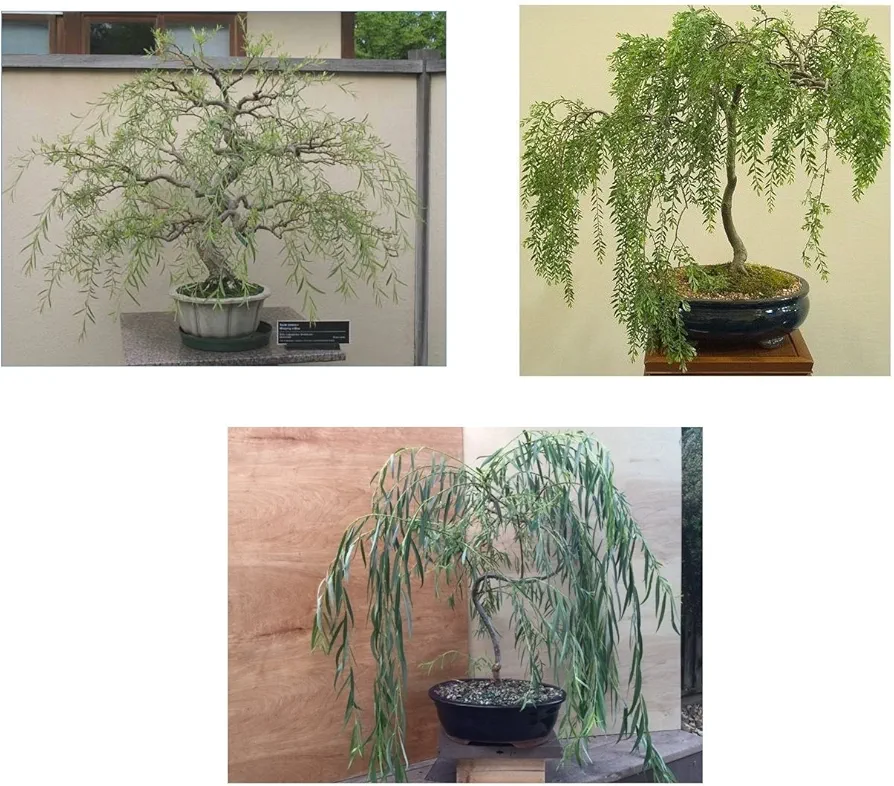 Bonsai Willow Tree Bundle - 3 Large Trunk Bonsai Tree Cuts - Get one Each Weeping, Australian, Dragon - Ready to Plant - Indoor/Outdoor Bonsai Tree's