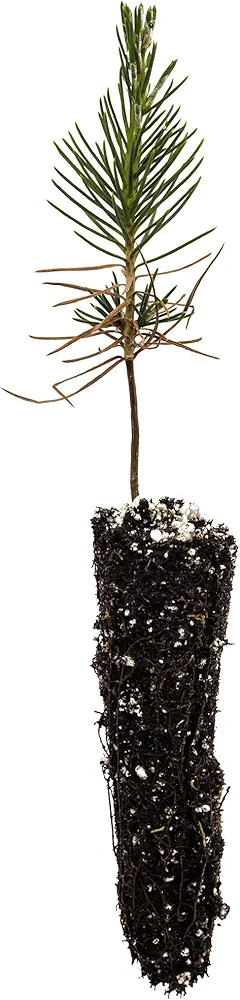 Japanese Black Pine | Small Tree Seedling | The Jonsteen Company