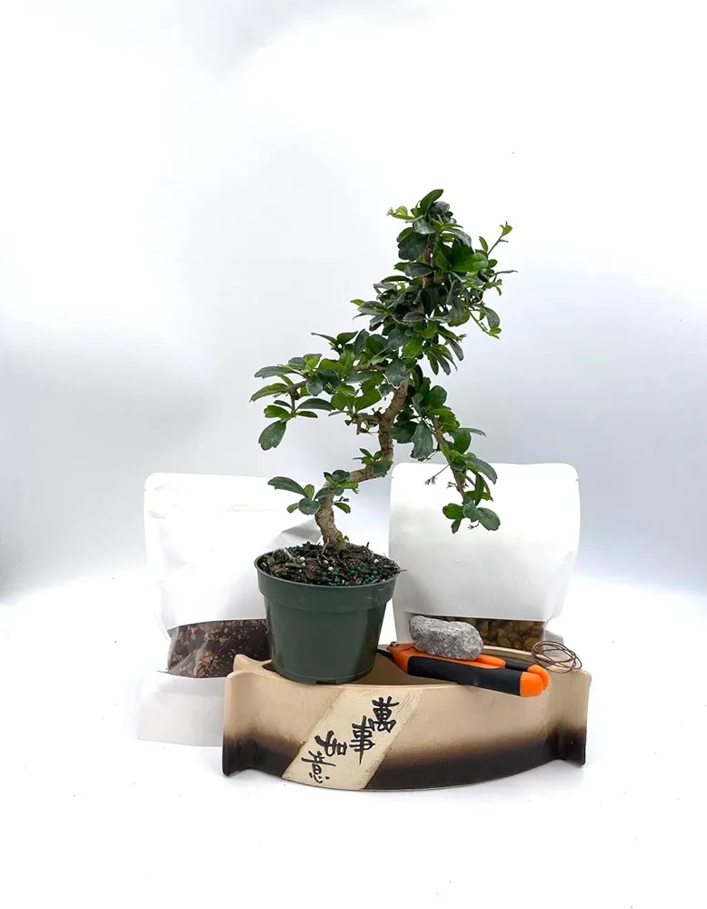 Bonsai Tree Kit, L&J Nursery Bonsai Tree, Serissa Bonsai DIY Starter Kit, Imported Bonsai Exposed Roots