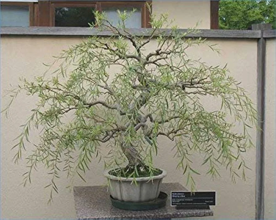 Bonsai Tree Dragon Willow - Thick Trunk Cutting - Indoor/Outdoor Live Bonsai Tree - Old Mature Look Fast