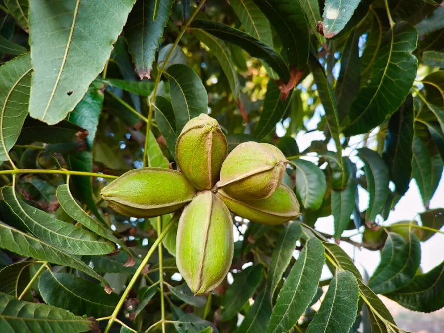 Pecan Fruit Tree Seedlings for Planting - No Ship to California - Grow Pecans (3 Trees)