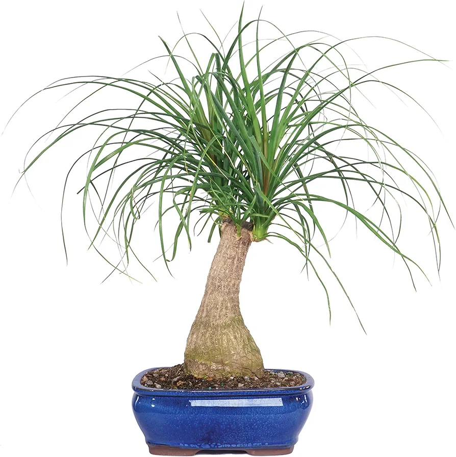Brussel's Bonsai DT7001PTP Indoor Bonsai Tree, Ponytail Palm, Medium (Pack of 1), GREEN