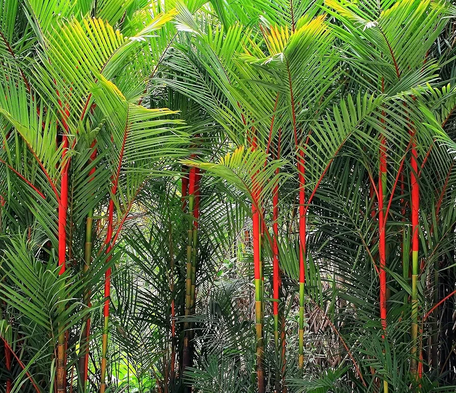5 Lipstick Palm Seeds for Planting - Great Indoor Plant