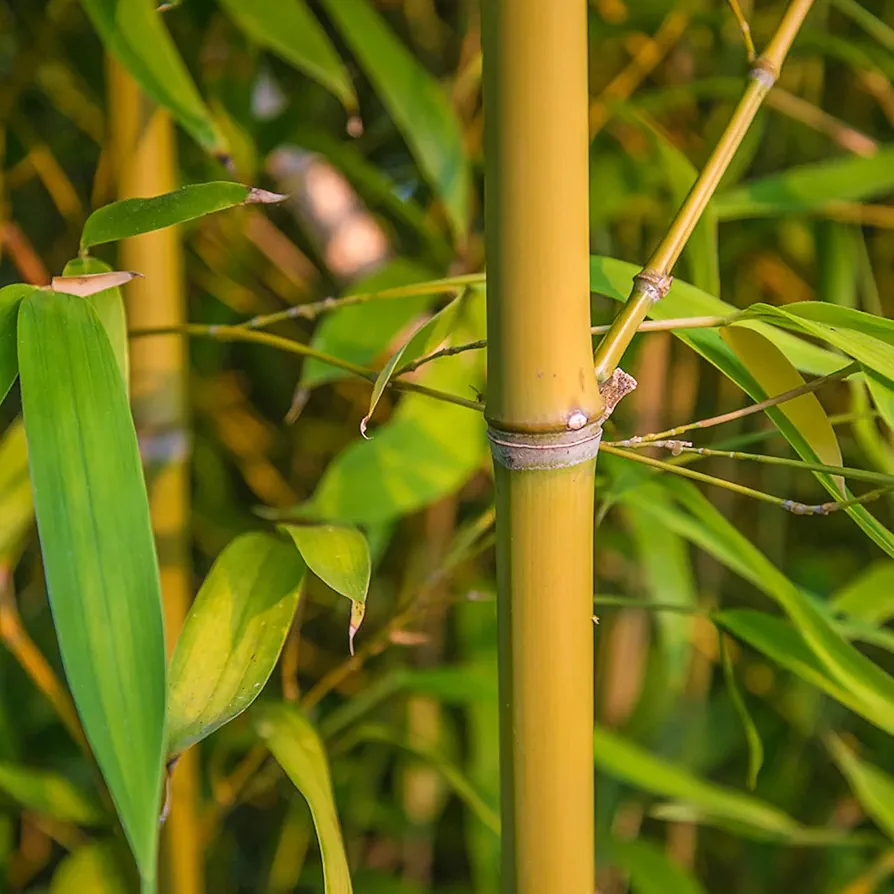KVITER 50 Yellow Bamboo Seeds – Fast Growing Bamboo Seeds, Cold Hardy, Organic Bamboo Privacy Plant for Large Outdoor Landscaping, Perfect Clumping Bamboo Seeds for Year-Round Beauty & Privacy Screen