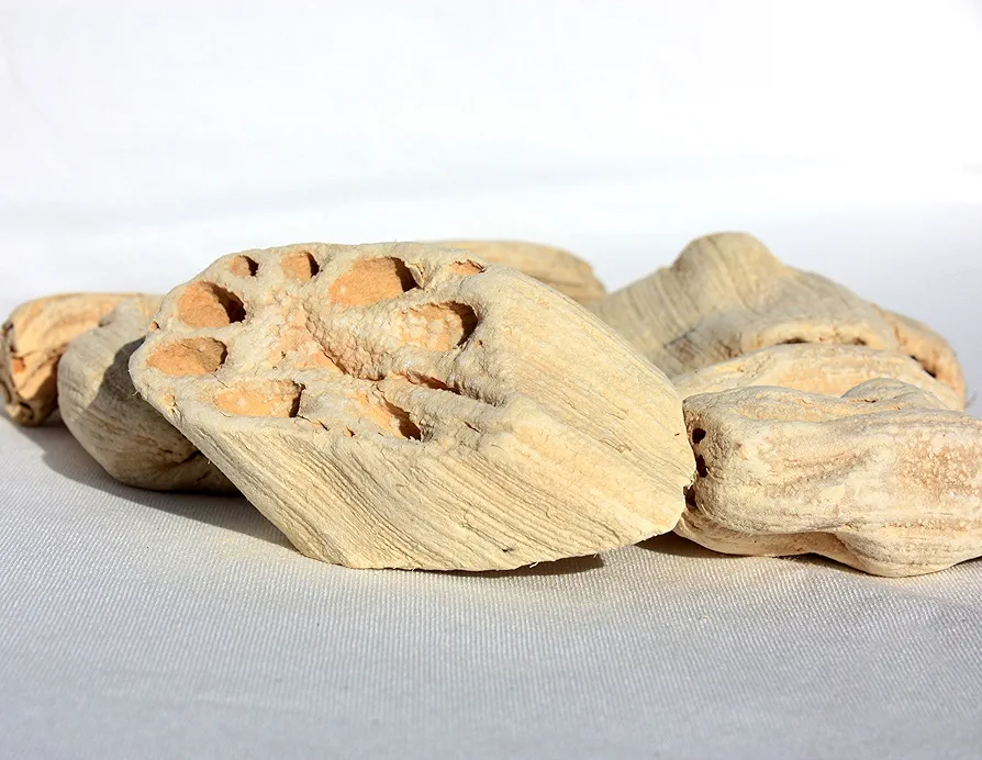 6 OUNCES AURA VARIETY LUCKY DRIED LOTUS ROOT SANTERIA WICCA PAGAN MAGICK RITUAL VOODOO HOODOO