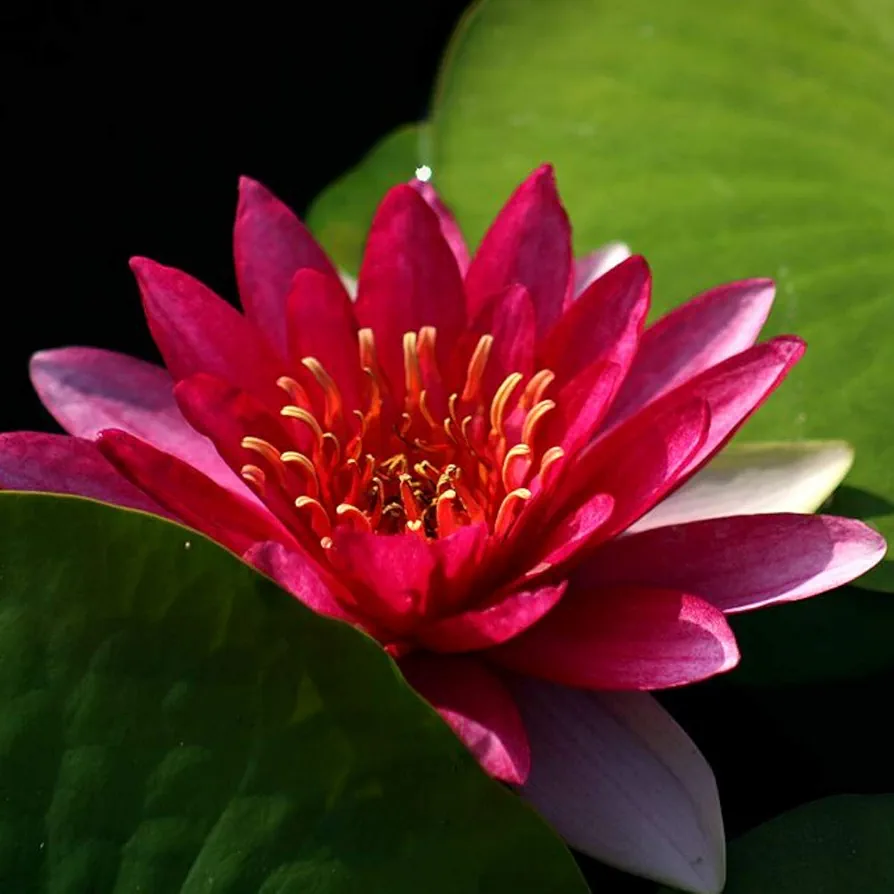 Nymphaea Attraction Red Hardy Water Lily Rhizome Live Aquarium Plant BUY2GET1FREE