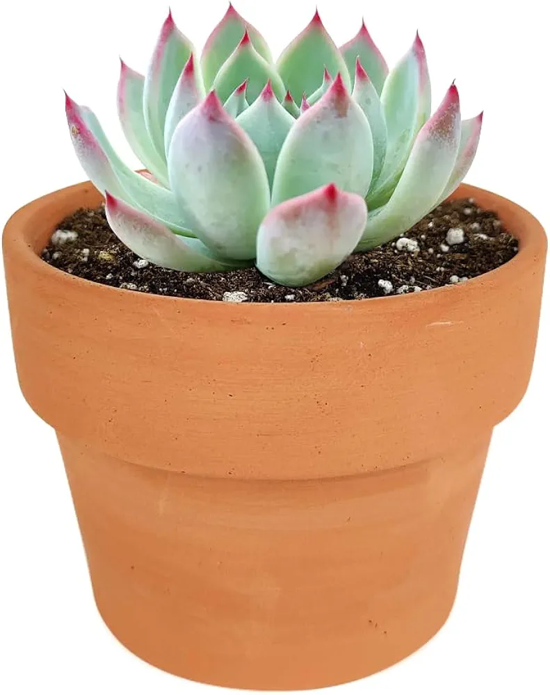 Echeveria Tippy Pink Tip Pointy Lotus Succulent (4'' + Clay Pot)