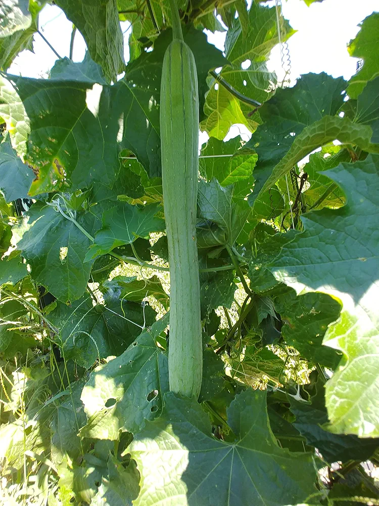 USDA Certified Organic Luffa Gourd Seeds for Edible Asian Vegetable and Sponge, Produce of USA